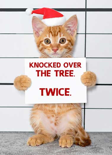 Cat Jail Lineup Funny Christmas  Funny Animals   Wishing you a Meowy Christmas